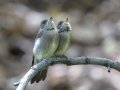 Western Wood-Pewee