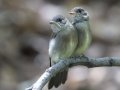 Western Wood-Pewee