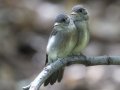 Western Wood-Pewee