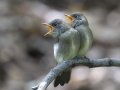 Western Wood-Pewee