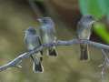 Western Wood-Pewee