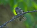 Western Wood-Pewee