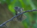Western Wood-Pewee