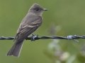 Western Wood-Pewee