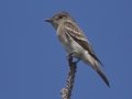 Western Wood-Pewee