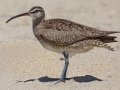 Whimbrel