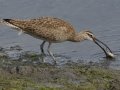 Whimbrel