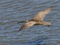 Whimbrel