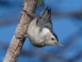 White-breasted Nuthatch