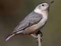 White-breasted Nuthatch