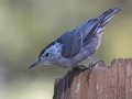 White-breasted Nuthatch