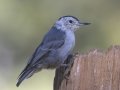 White-breasted Nuthatch