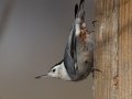 White-breasted Nuthatch