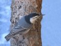 White-breasted Nuthatch
