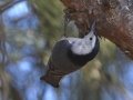 White-breasted Nuthatch