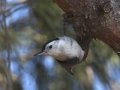White-breasted Nuthatch