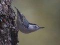 White-breasted Nuthatch
