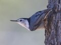 White-breasted Nuthatch