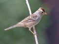 White-crowned Sparrow