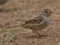 White-crowned Sparrow
