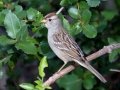 White-crowned Sparrow