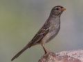 White-crowned Sparrow