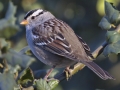 White-crowned Sparrow