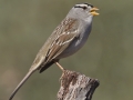 White-crowned Sparrow