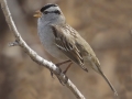 White-crowned Sparrow - (Black-lored oriantha)