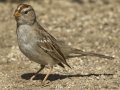White-crowned Sparrow