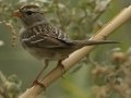 White-crowned Sparrow