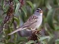 White-crowned Sparrow