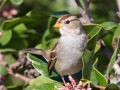 White-crowned Sparrow