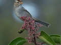 White-crowned Sparrow