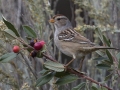 White-crowned Sparrow