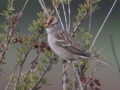 White-crowned Sparrow (Juvenile) - Barnett Ranch Preserve