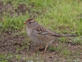 White-crowned Sparrow (Juvenile) - Barnett Ranch Preserve