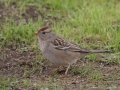 White-crowned Sparrow (Juvenile) - Barnett Ranch Preserve