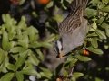 White-crowned Sparrow