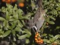 White-crowned Sparrow
