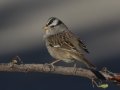 White-crowned Sparrow