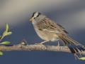 White-crowned Sparrow