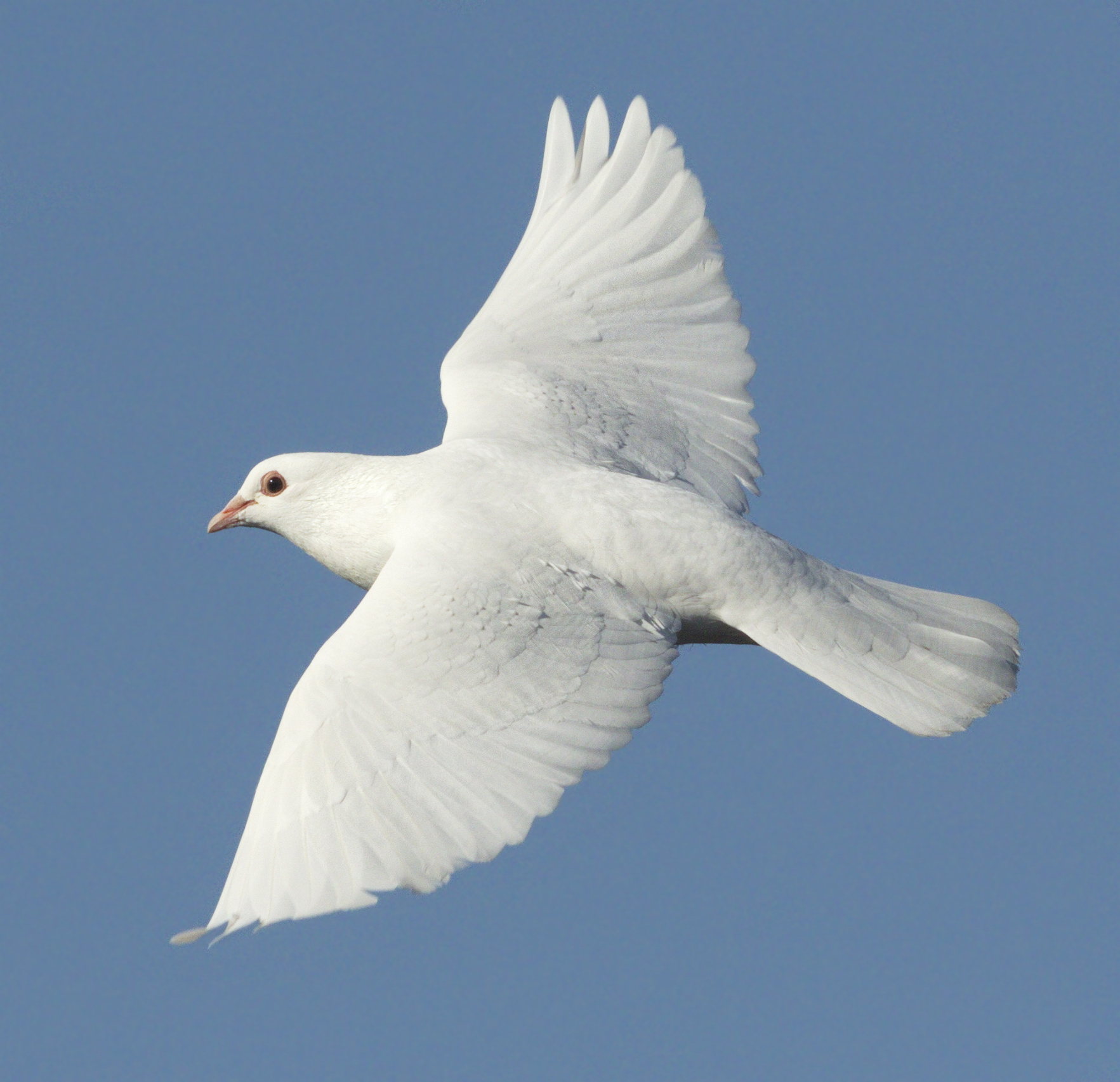 White Dove | San Diego Bird Spot