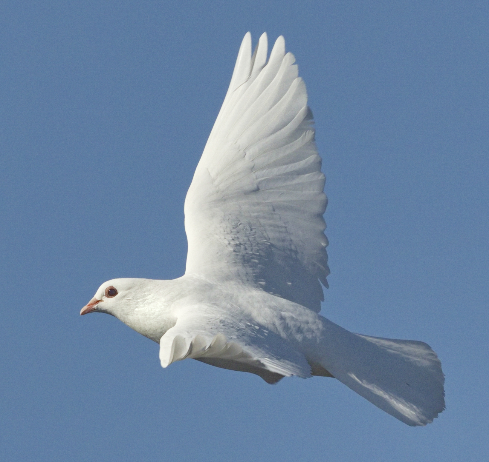 visit from white dove