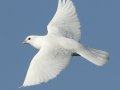 White Dove