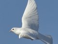 White Dove