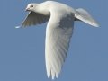 White Dove