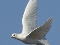 White Dove