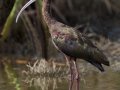 White-faced Ibis