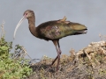 White-faced Ibis